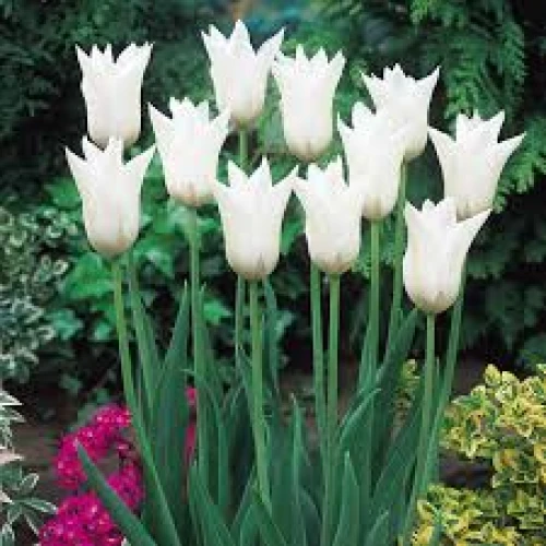 Tulip White Triumphator 